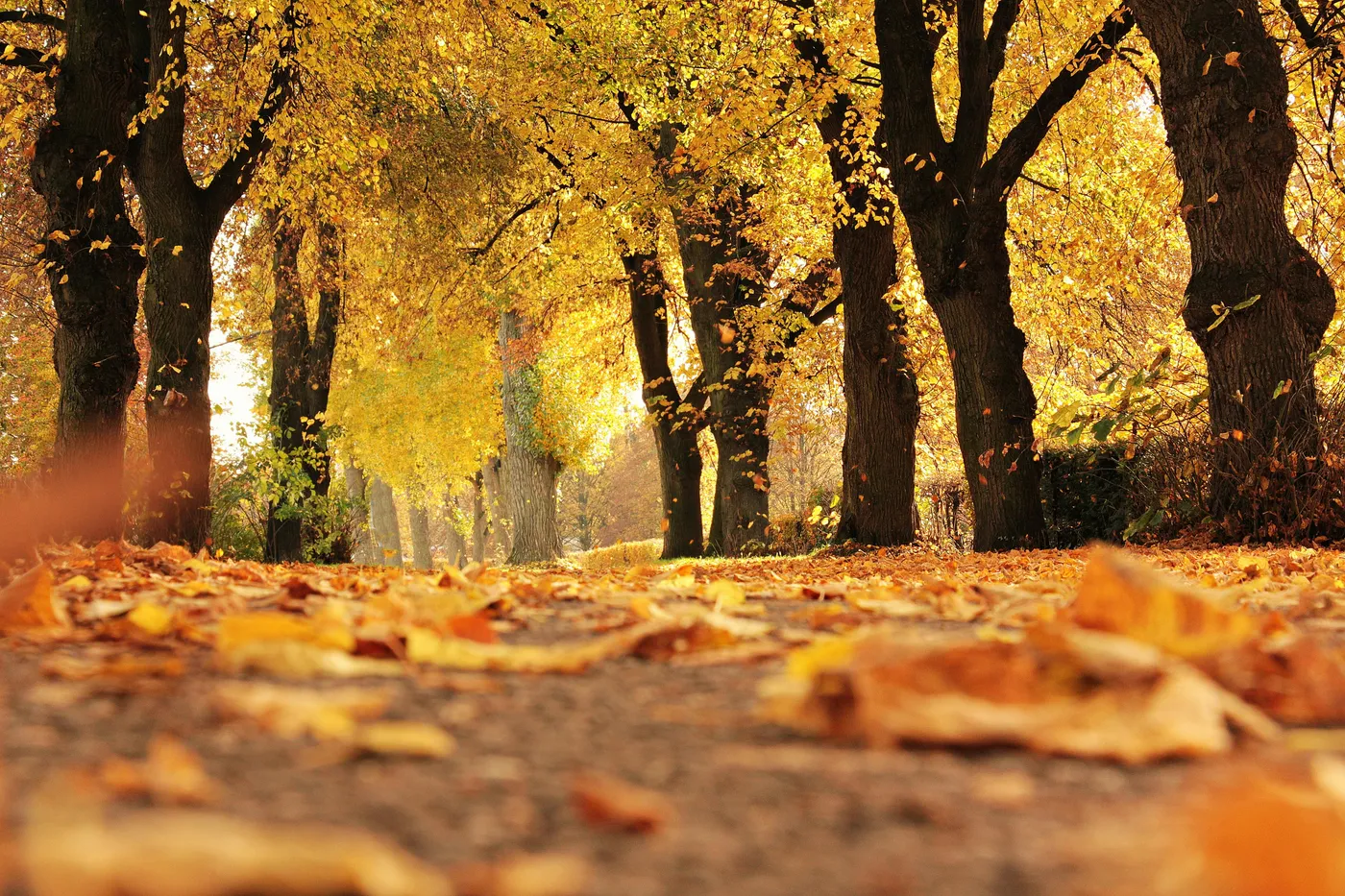 pixabay-235721.jpg